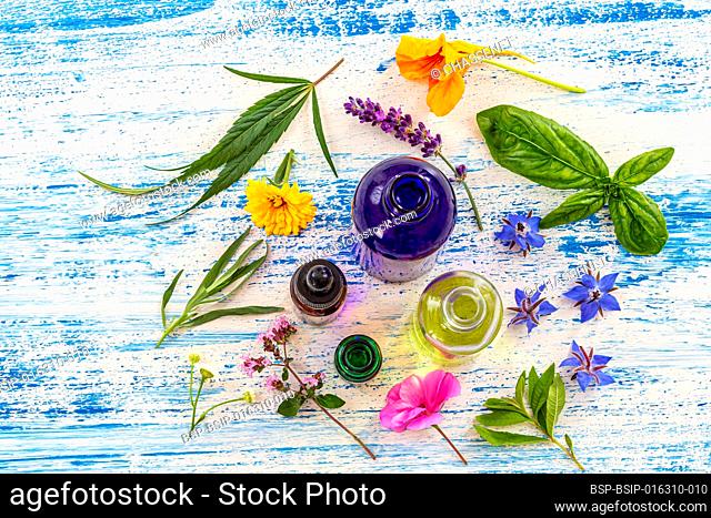 Medicinal plants around cosmetics, food supplements, essential oils, top view for herbal medicine