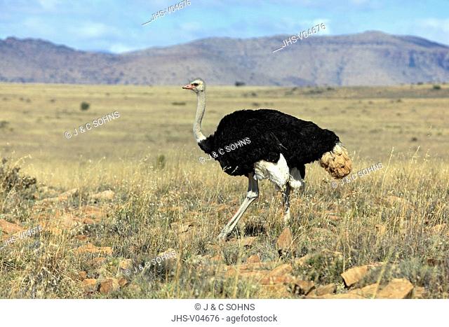 South African Ostrich, Struthio c.australis, Mountain Zebra Nationalpark, South Africa, Africa, adult male