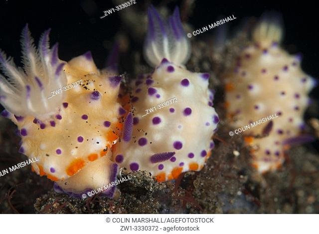 Trio of Multi-pustuled Mexichromis Nudibranches (Mexichromis multituberculata, Chromodorididae family), Hairball dive site, Lembeh Straits, Sulawesi, Indonesia