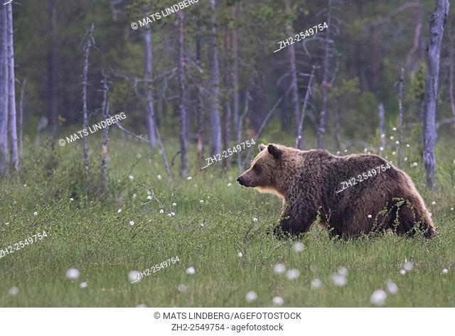 Brown bear, Ursus arctos, walking among cotton grass, Kuhmo, Finland