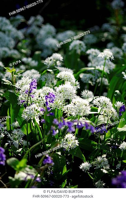 Ramsons Allium ursinum flowering, with Bluebell Endymion non-scriptus in woodland, England