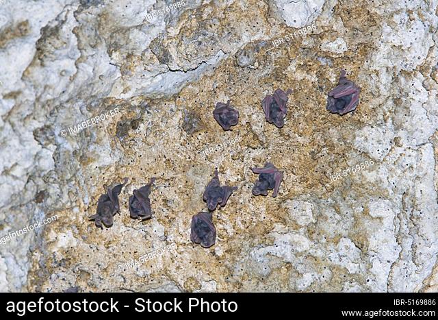 Young Mediterranean Horseshoe Bats (Rhinolophus euryale), Bulgaria, Europe