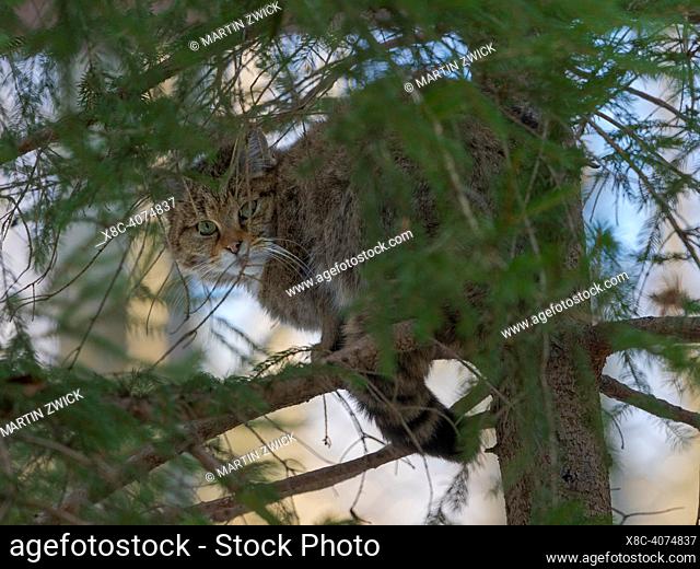 European wildcat (Felis silvestris silvestris) hidden in a tree in National Park Bavarian Forest (Bayerischer Wald)(enclosure)