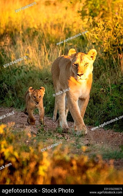 Lioness and cub walk down gravel track