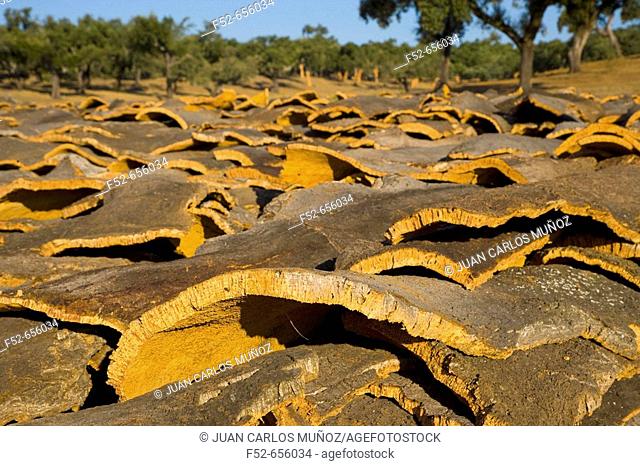 Harvesting cork. Badajoz, Extremadura, Spain