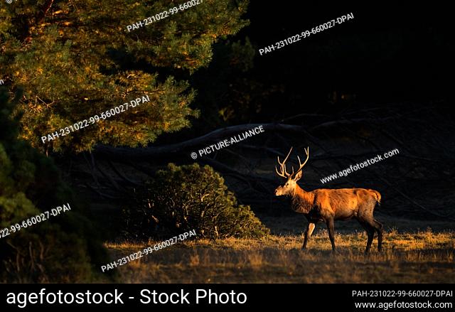 21 October 2023, Brandenburg, Trebbin: 21.10.2023, Trebbin. A red deer (Cervus elaphus) stands in the game reserve Glauer Tal in the nature park Nuthe-Nieplitz...