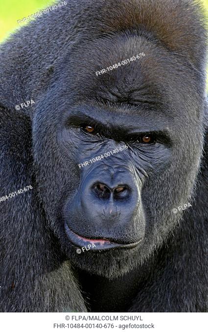 Western Lowland Gorilla Gorilla gorilla gorilla adult male, close-up of head, captive