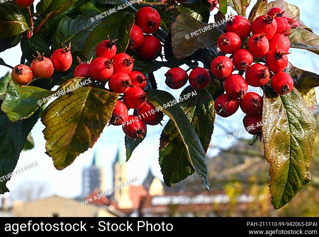 10 November 2021, Saxony-Anhalt, Freyburg: The red fruits of the plum-leaved hawthorn shine in front of the towers of the church of St