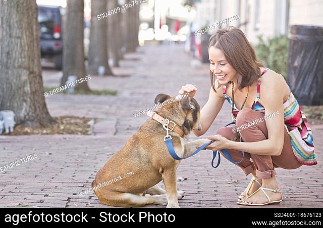 Woman walking her English Bull Dog on sidewalk, p etting it and having it shake