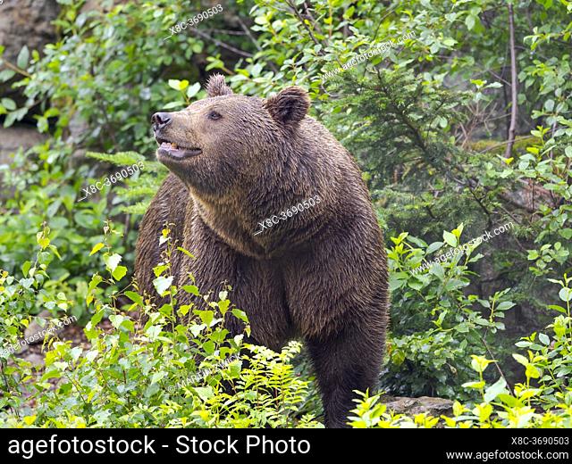 Eurasischer Braunbaer (Ursus arctos arctos) im Fruejahr, Nationalpark Bayerischer Wald. Europa, Mitteleuropa, Deutschland, Bayern