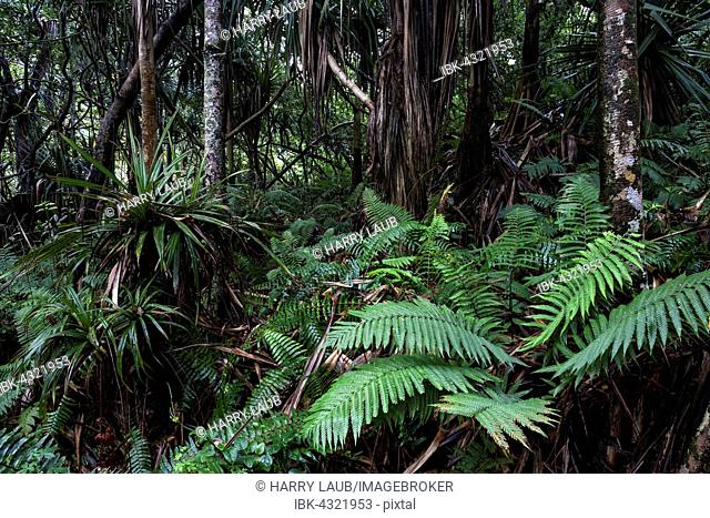 Tropical vegetation, near Anse des Cascades in Piton Sainte-Rose, Reunion, Africa