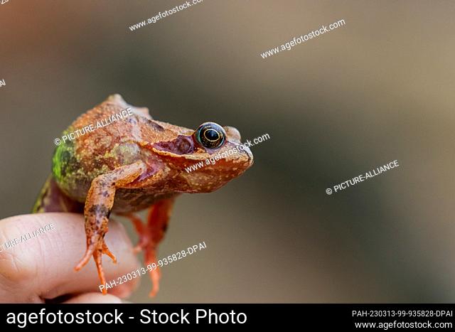 13 March 2023, North Rhine-Westphalia, Bonn: A grass frog squats on one hand in front of a catch fence between a forest and a road
