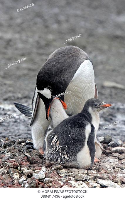 Gentoo Penguin (Pygoscelis papua papua). Barrientos Island, South Shetland Islands, Antarctica