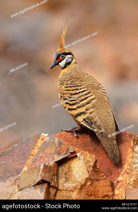 Spinifex Pigeon (Geophaps plumifera) adult, perched on rock, Pound Walk, Ormiston Gorge, West MacDonnell N. P. West MacDonnell Range, Red Centre