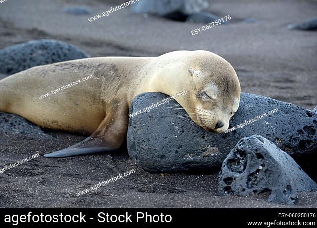 Galápagos sea lion (Zalophus wollebaeki), Puerto Egas, Santiago Island, Galapagos Islands, Ecuador