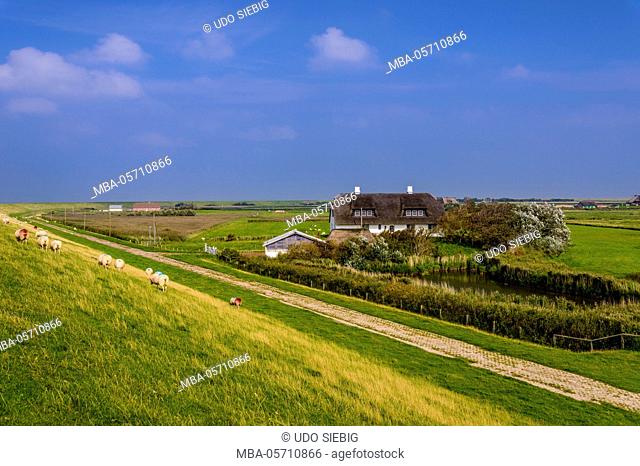 Germany, Schleswig-Holstein, North Frisia, Island of Pellworm, Mittlerer Koog, dyke, farm, marshland, sheeps