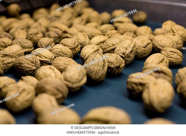 France, Isere, South Gresivaudan, sort of harvest of the AOC Grenoble walnuts on a farm near Vinay