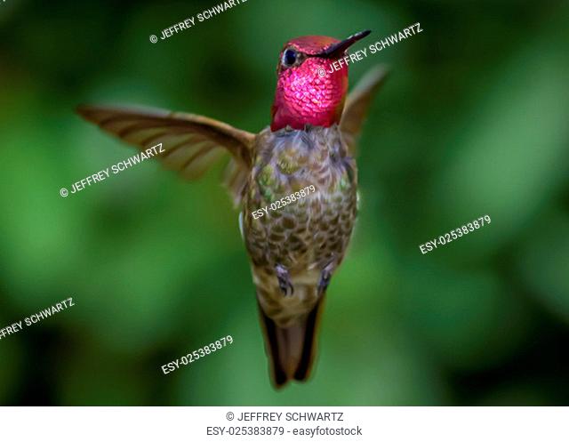 An Anna's hummingbird in Northern California, USA