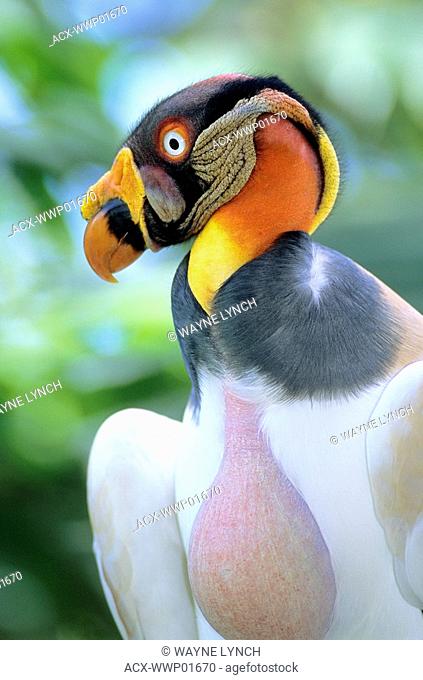 Adult king vulture Sarcoramphus papa with a distended crop from feeding on carrion, Panama