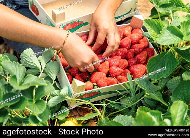 Hands of farmer placing fresh strawberries in wooden box on plant at farm
