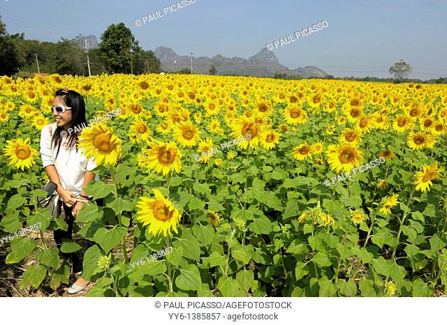girl posing in sunflower field , sunflower fields of lopburi , central thailand