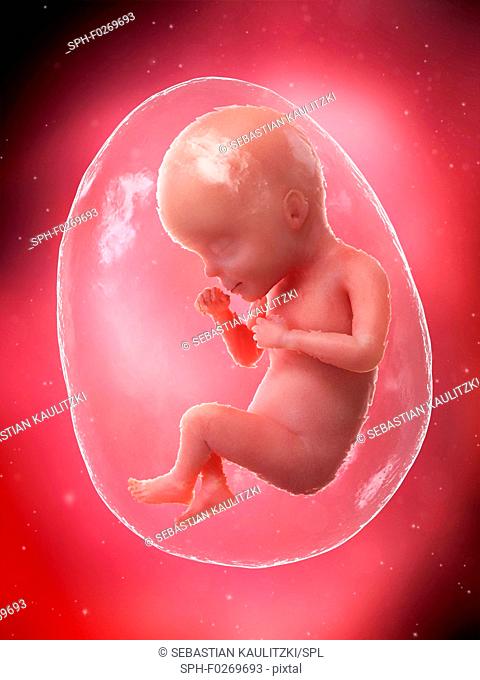 Foetus at week 27, computer illustration
