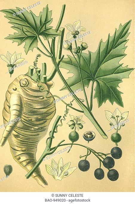 Historical chromo image 1880 of medicinal plant byronia, byronia dioica