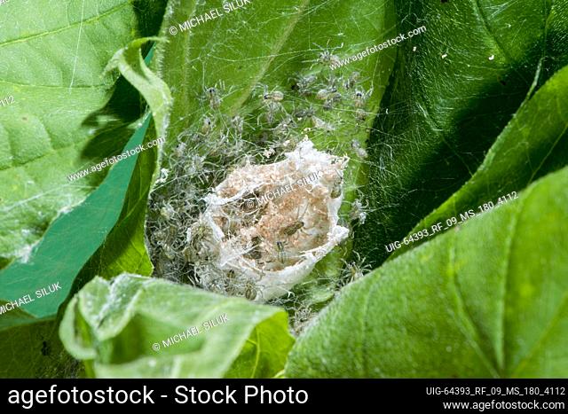 Kansas City, Kansas. Nursery Web Spider, Pisaurina mira. Newly emerged spiderlings from egg sac
