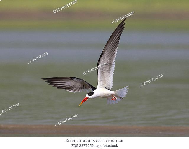 Skimmer in flight, Tern-like birds from Laridae family at Chambal river in Rajasthan, India