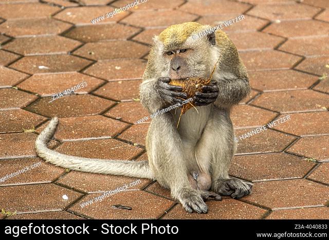 Wild monkey eating a coconut in Malaysia, Asia