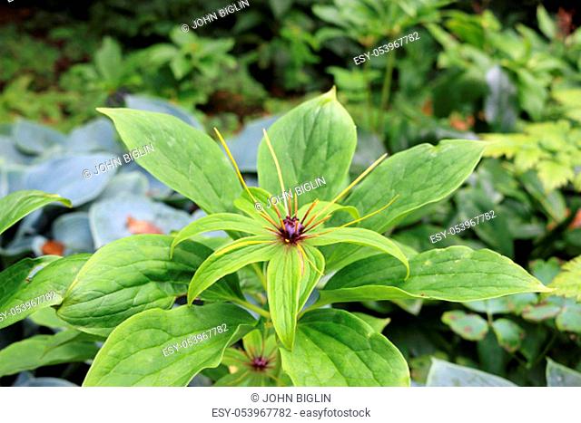Multi leaf Paris (Paris polyphylla) plant in flower with a background of mixed plant leaves