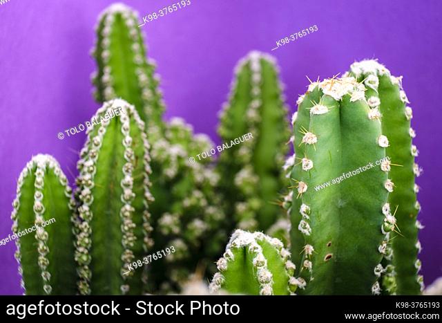 cactus for computer, Cereus uruguayanus, Mallorca, Balearic Islands, Spain