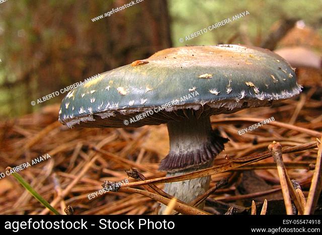 Wild Mushroom, Guadarrama National Park, Segovia, Castile and León, Spain, Europe