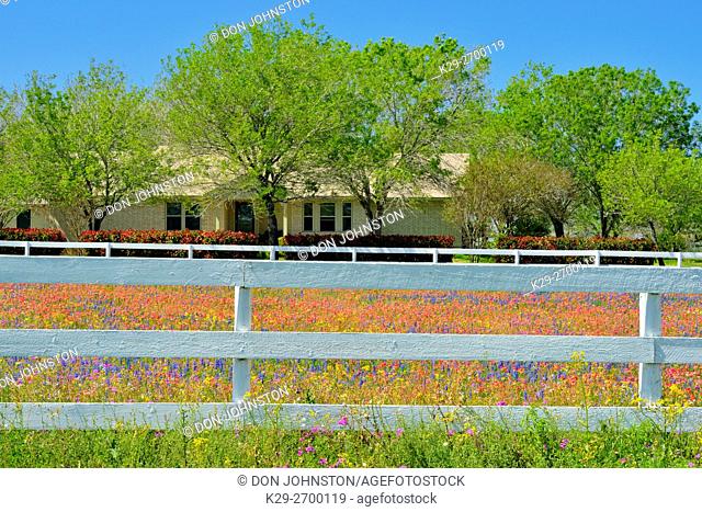 White fence and spring wildflowers, Hwy 97 near Stockdale, Texas, USA