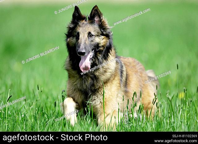 Belgian Shepherd Dog, Tervuren. Adult running on a meadow. France