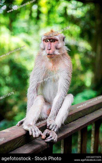 Cute monkey sitting on a wooden railing. Monkey forest, Indonesia