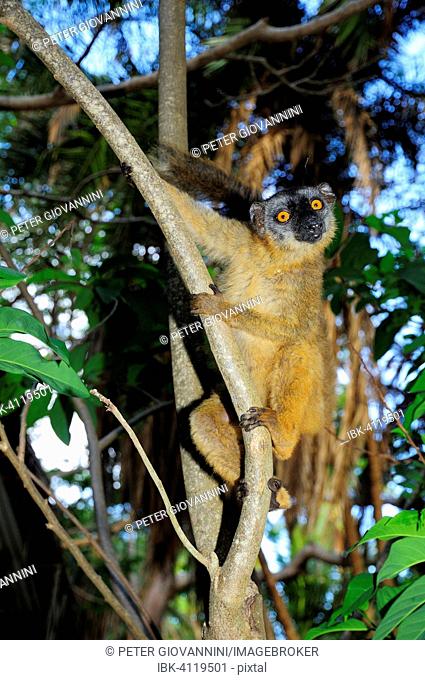 Common brown lemur (Eulemur fulvus mayottensis), Mayotte