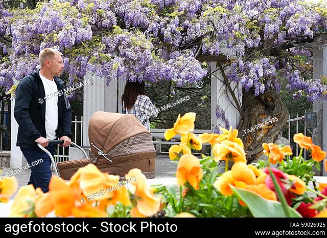 RUSSIA, REPUBLIC OF CRIMEA - MAY 12, 2023: A man pushes a baby stroller by a blooming Wisteria that was planted in 1902, in the village of Simeiz