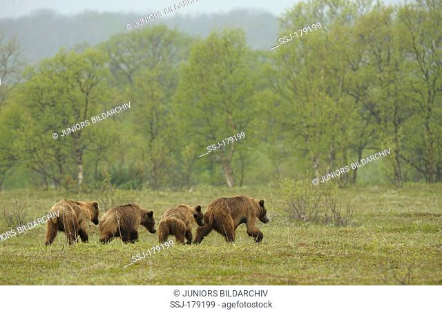 Kamtchatka Brown Bear (Ursus arctos beringianus). A mother bear and her three grown cubs walking on a meadow. Kronotsky Zapovednik, Kamchatka, Russia