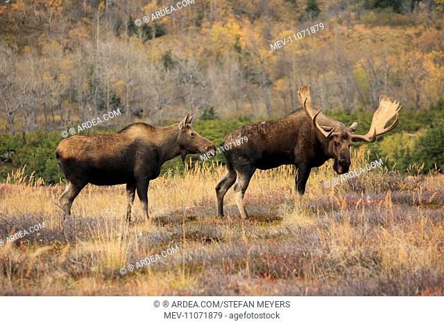 Alaska Moose in rutting season - Anchorage, Alaska