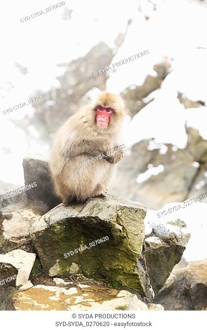 japanese macaques or snow monkeys at hot spring