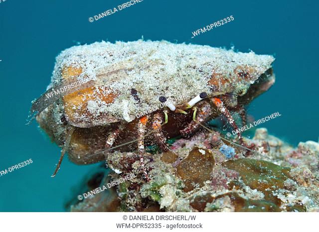 Hermit Crab, Aniculus sp., Cenderawashi Bay, West Papua, Indonesia