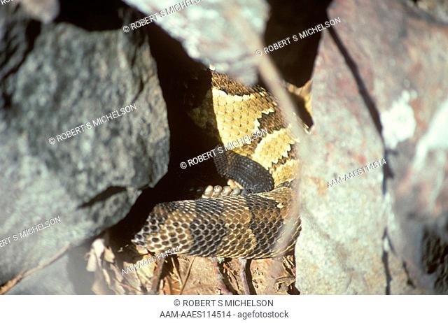 Timber Rattlesnake coiled under ledge showing rattle, crotalus horridus, Massachusetts