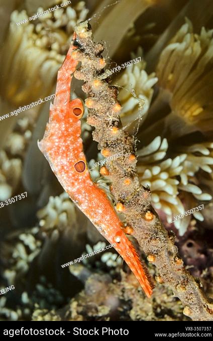 Ocellated Tozeuma shrimp, Tozeuma lanceolatum, Lembeh Strait, North Sulawesi, Indonesia, Pacific