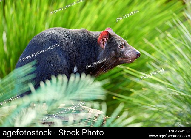 Tasmanian devil, Sarcophilus harrisii, Victoria, Australia