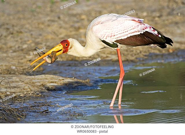 Nimmersatt Mycteria ibis mit einem Fisch im Schnabel, Moremi National Park, Moremi Wildlife Reserve, Okavango Delta, Botswana, Afrika, Yellow-billed Stork