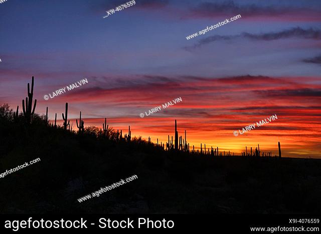 Saguaro cacti are silhouetted against a brilliant sky at sunset in Saguaro National Park, Arizona