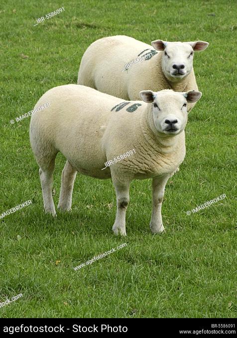 Domestic Sheep, Texel ewes, two standing in pasture, Hesket Newmarket, Cumbria, England, United Kingdom, Europe