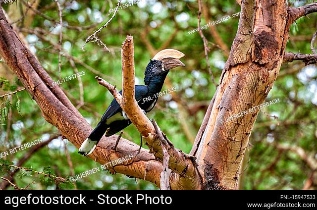 Silvery-cheeked hornbill, Bycanistes brevis, Lake Manyara National Park, Tanzania, East Africa, Africa