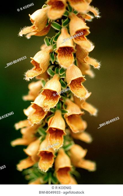 rusty foxglove Digitalis ferruginea, inflorescence